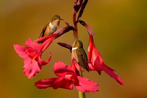 Kolibřík jiskřivý (Selasphorus scintilla), Kolibřík jiskřivý (Selasphorus scintilla) Scintillant Hummingbird, Autor: Ondřej Prosický | NaturePhoto.cz, Model: Canon EOS-1D X, Objektiv: EF400mm f/2.8L IS II USM +1.4x, stativ Gitzo, Clona: 9.0, Doba expozice: 1/1250 s, ISO: 800, Kompenzace expozice: -1/3, Blesk: Ne, Vytvořeno: 11. února 2013 15:40:39, Savegre, Cordillera de Talamanca (Kostarika)