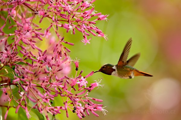 Kolibřík jiskřivý (Selasphorus scintilla), Kolibřík jiskřivý (Selasphorus scintilla) Scintillant Hummingbird, Autor: Ondřej Prosický | NaturePhoto.cz, Model: Canon EOS-1D X, Objektiv: EF400mm f/2.8L IS II USM +1.4x, stativ Gitzo, Clona: 5.0, Doba expozice: 1/1600 s, ISO: 2000, Kompenzace expozice: -2/3, Blesk: Ne, Vytvořeno: 11. února 2013 12:12:38, Savegre, Cordillera de Talamanca (Kostarika)