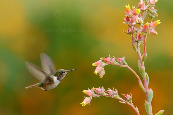 Kolibřík jiskřivý (Selasphorus scintilla), Kolibřík jiskřivý (Selasphorus scintilla) Scintillant Hummingbird, Autor: Ondřej Prosický | NaturePhoto.cz, Model: Canon EOS-1D X, Objektiv: EF400mm f/2.8L IS II USM, stativ Gitzo, Clona: 8.0, Doba expozice: 1/250 s, ISO: 1600, Kompenzace expozice: 0, Blesk: Ano, Vytvořeno: 12. prosince 2012 13:06:23, Savegre, Cordillera de Talamanca (Kostarika)