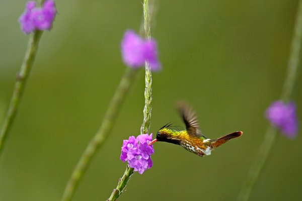 Kolibřík límečkový (Lophornis helenae), Kolibřík límečkový (Lophornis helenae) Black-crested Coquette, Autor: Ondřej Prosický | NaturePhoto.cz, Model: Canon EOS-1D X, Objektiv: EF400mm f/2.8L IS II USM +1.4x, stativ Gitzo, Clona: 5.0, Doba expozice: 1/2500 s, ISO: 1000, Kompenzace expozice: -2/3, Blesk: Ne, Vytvořeno: 10. prosince 2012 11:17:17, Turrialba, Cordillera de Talamanca (Kostarika)