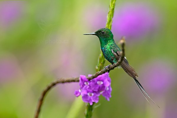 Kolibřík ploskoocasý (Discosura longicauda), Kolibřík ploskoocasý (Discosura longicauda) Green Thorntail, Autor: Ondřej Prosický | NaturePhoto.cz, Model: Canon EOS-1D X, Objektiv: EF400mm f/2.8L IS II USM +2x III, stativ Gitzo, Clona: 6.3, Doba expozice: 1/800 s, ISO: 800, Kompenzace expozice: -1 1/3, Blesk: Ne, Vytvořeno: 10. prosince 2012 10:35:15, Turrialba, Cordillera de Talamanca (Kostarika)