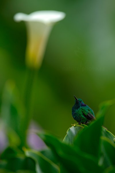 Kolibřík zelený (Colibri thalassinus), Kolibřík zelený (Colibri thalassinus) Green Violet-ear, Autor: Ondřej Prosický | NaturePhoto.cz, Model: Canon EOS-1D X, Objektiv: EF400mm f/2.8L IS II USM, stativ Gitzo, Clona: 4.0, Doba expozice: 1/160 s, ISO: 500, Kompenzace expozice: -1/3, Blesk: Ne, Vytvořeno: 12. února 2013 15:08:23, Savegre, Cordillera de Talamanca (Kostarika)