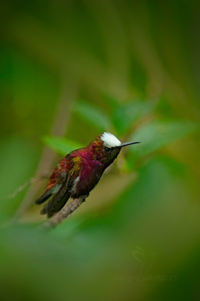 Kolibřík běločelý (Microchera albocoronata), Kolibřík běločelý (Microchera albocoronata) Snowcap, Autor: Ondrej Prosicky, Copyright: www.NaturePhoto.cz, Model: Canon EOS-1D X, Objektiv: EF400mm f/2.8L IS II USM +1.4x, Ohnisková vzdálenost: 560.00 mm, Clona: 4.0, Doba expozice: 1/160 s, ISO: 1250, Kompenzace expozice: 0, Blesk: Ne, Vytvořeno: 10. prosince 2012 15:49:33, Turrialba, Cordillera de Talamanca (Kostarika)