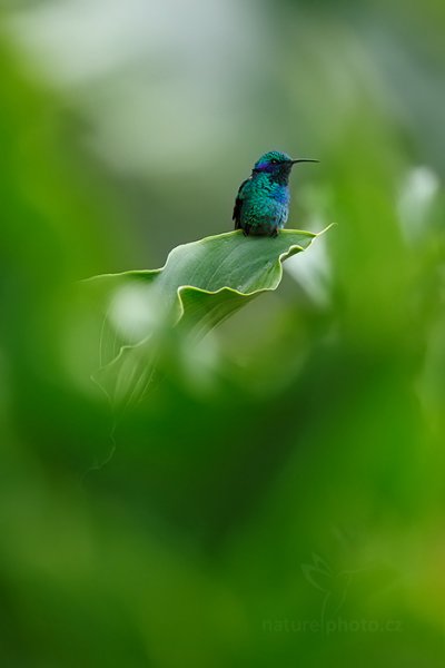 Kolibřík zelený (Colibri thalassinus), Kolibřík zelený (Colibri thalassinus) Green Violet-ear, Autor: Ondřej Prosický | NaturePhoto.cz, Model: Canon EOS-1D X, Objektiv: EF400mm f/2.8L IS II USM, stativ Gitzo, Clona: 4.0, Doba expozice: 1/100 s, ISO: 500, Kompenzace expozice: -1/3, Blesk: Ne, Vytvořeno: 12. února 2013 15:04:21, Savegre, Cordillera de Talamanca (Kostarika)