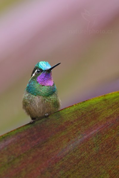 Kolibřík fialovohrdlý (Lampornis calolaema), Kolibřík fialovohrdlý (Lampornis calolaema) Purple-throated Mountain-gem, Autor: Ondřej Prosický | NaturePhoto.cz, Model: Canon EOS-1D X, Objektiv: EF400mm f/2.8L IS II USM, stativ Gitzo, Clona: 5.0, Doba expozice: 1/400 s, ISO: 1600, Kompenzace expozice: 0, Blesk: Ne, Vytvořeno: 8. prosince 2012 13:50:26, La Paz, Cordillera de Talamanca (Kostarika)