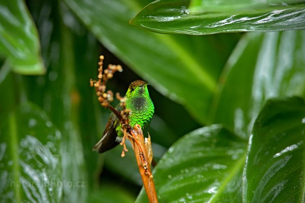 Kolibřík měděnohlavý (Elvira cupreiceps), Kolibřík měděnohlavý (Elvira cupreiceps) Coppery-headed Emerald, Autor: Ondřej Prosický | NaturePhoto.cz, Model: Canon EOS-1D X, Objektiv: EF400mm f/2.8L IS II USM, stativ Gitzo, Clona: 5.0, Doba expozice: 1/30 s, ISO: 800, Kompenzace expozice: +1/3, Blesk: Ne, Vytvořeno: 8. prosince 2012 13:14:07, La Paz, Cordillera de Talamanca (Kostarika) 