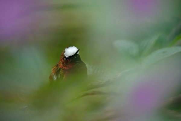 Kolibřík běločelý (Microchera albocoronata), Kolibřík běločelý (Microchera albocoronata) Snowcap, Autor: Ondřej Prosický | NaturePhoto.cz, Model: Canon EOS-1D X, Objektiv: EF400mm f/2.8L IS II USM +1.4x, stativ Gitzo, Clona: 4.5, Doba expozice: 1/320 s, ISO: 1000, Kompenzace expozice: 0, Blesk: Ne, Vytvořeno: 10. prosince 2012 14:54:13, Turrialba, Cordillera de Talamanca (Kostarika)