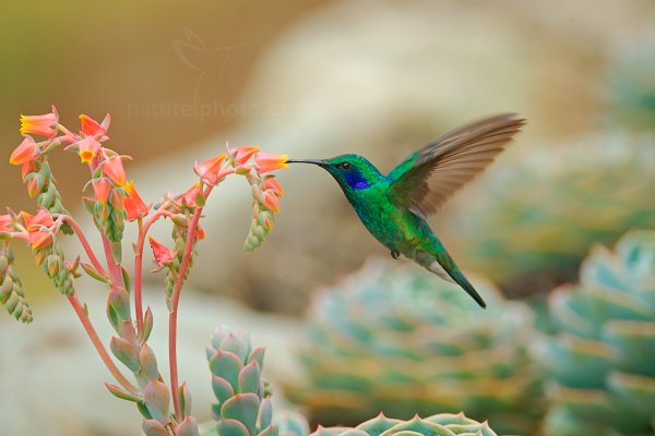 Kolibřík zelený (Colibri thalassinus), Kolibřík zelený (Colibri thalassinus) Green Violet-ear, Autor: Ondřej Prosický | NaturePhoto.cz, Model: Canon EOS-1D X, Objektiv: EF400mm f/2.8L IS II USM +2x III, stativ Gitzo, Clona: 5.6, Doba expozice: 1/640 s, ISO: 800, Kompenzace expozice: -1/3, Blesk: Ano, Vytvořeno: 13. prosince 2012 10:15:44, Savegre, Cordillera de Talamanca (Kostarika)