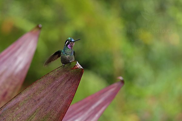 Kolibřík fialovohrdlý (Lampornis calolaema), Kolibřík fialovohrdlý (Lampornis calolaema) Purple-throated Mountain-gem, Autor: Ondřej Prosický | NaturePhoto.cz, Model: Canon EOS 6D, Objektiv: EF100mm f/2.8L Macro IS USM, stativ Gitzo, Clona: 4.5, Doba expozice: 1/160 s, ISO: 800, Kompenzace expozice: 0, Blesk: Ne, Vytvořeno: 8. prosince 2012 15:10:00, La Paz, Cordillera de Talamanca (Kostarika)