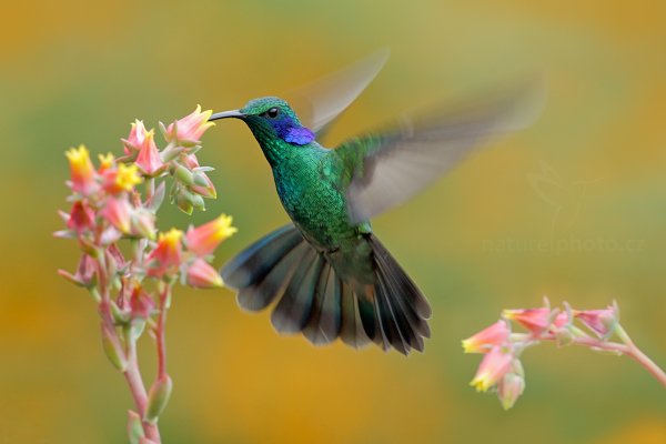 Kolibřík zelený (Colibri thalassinus), Kolibřík zelený (Colibri thalassinus) Green Violet-ear, Autor: Ondřej Prosický | NaturePhoto.cz, Model: Canon EOS-1D X, Objektiv: EF400mm f/2.8L IS II USM, stativ Gitzo, Clona: 8.0, Doba expozice: 1/250 s, ISO: 1600, Kompenzace expozice: 0, Blesk: Ano, Vytvořeno: 12. prosince 2012 13:04:47, Savegre, Cordillera de Talamanca (Kostarika)