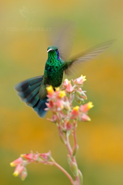 Kolibřík zelený (Colibri thalassinus), Kolibřík zelený (Colibri thalassinus) Green Violet-ear, Autor: Ondřej Prosický | NaturePhoto.cz, Model: Canon EOS-1D X, Objektiv: EF400mm f/2.8L IS II USM, stativ Gitzo, Clona: 8.0, Doba expozice: 1/250 s, ISO: 1600, Kompenzace expozice: 0, Blesk: Ano, Vytvořeno: 12. prosince 2012 13:05:32, Savegre, Cordillera de Talamanca (Kostarika)