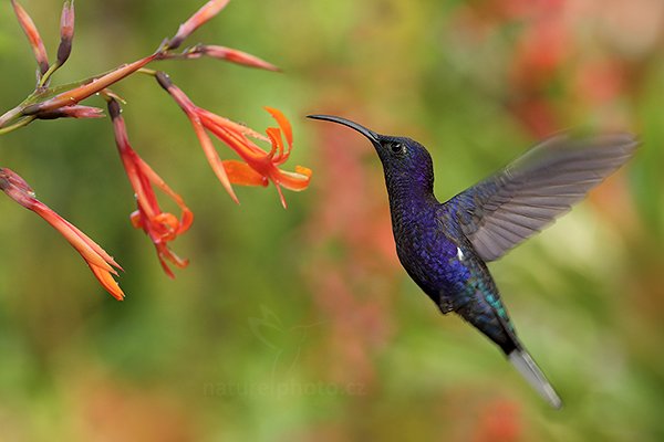 Kolibřík fialkový (Campylopterus hemileucurus), Kolibřík fialkový (Campylopterus hemileucurus) Violet Sabrewing, Autor: Ondřej Prosický | NaturePhoto.cz, Model: Canon EOS 6D, Objektiv: EF100mm f/2.8L Macro IS USM, stativ Gitzo, Clona: 4.5, Doba expozice: 1/250 s, ISO: 1600, Kompenzace expozice: 0, Blesk: Ne, Vytvořeno: 8. prosince 2012 15:47:47, Zeměpisná délka: 84° 09&#039; 44" Z, Zeměpisná šířka: 10° 12&#039; 15" S, Nadmořská výška: 1516.00 metrů, La Paz, Cordillera de Talamanca (Kostarika)