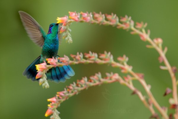 Kolibřík zelený (Colibri thalassinus), Kolibřík zelený (Colibri thalassinus) Green Violet-ear, Autor: Ondřej Prosický | NaturePhoto.cz, Model: Canon EOS-1D X, Objektiv: EF400mm f/2.8L IS II USM, stativ Gitzo, Clona: 5.0, Doba expozice: 1/400 s, ISO: 1600, Kompenzace expozice: +1/3, Blesk: Ano, Vytvořeno: 12. prosince 2012 15:16:57, Savegre, Cordillera de Talamanca (Kostarika)