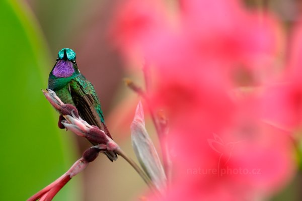 Kolibřík fialovohrdlý (Lampornis calolaema), Kolibřík fialovohrdlý (Lampornis calolaema) Purple-throated Mountain-gem, Autor: Ondřej Prosický | NaturePhoto.cz, Model: Canon EOS-1D X, Objektiv: EF400mm f/2.8L IS II USM +2x III, stativ Gitzo, Clona: 6.3, Doba expozice: 1/60 s, ISO: 1250, Kompenzace expozice: -1, Blesk: Ne, Vytvořeno: 8. února 2013 15:30:39, La Paz, Cordillera de Talamanca (Kostarika)