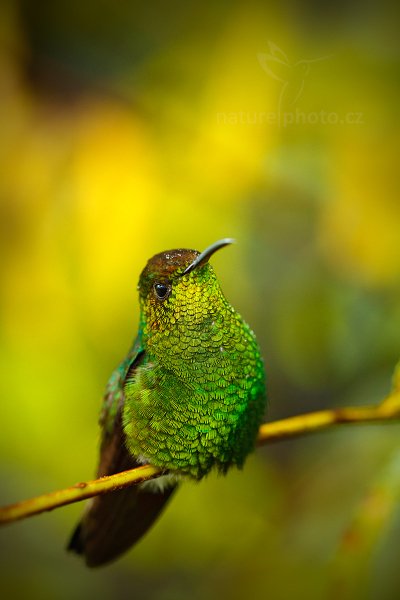 Kolibřík měděnohlavý (Elvira cupreiceps), Kolibřík měděnohlavý (Elvira cupreiceps) Coppery-headed Emerald, Autor: Ondřej Prosický | NaturePhoto.cz, Model: Canon EOS 6D, Objektiv: EF100mm f/2.8L Macro IS USM, stativ Gitzo, Clona: 3.2, Doba expozice: 1/200 s, ISO: 800, Kompenzace expozice: 0, Blesk: Ne, Vytvořeno: 8. prosince 2012 10:35:26, Zeměpisná délka: 84° 09&#039; 43" Z, Zeměpisná šířka: 10° 12&#039; 14" S, La Paz, Cordillera de Talamanca (Kostarika)