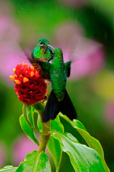 Kolibřík zelenotemenný (Heliodoxa jacula), Kolibřík zelenotemenný (Heliodoxa jacula) Green-crowned Brilliant, Autor: Ondřej Prosický | NaturePhoto.cz, Model: Canon EOS-1D X, Objektiv: EF400mm f/2.8L IS II USM, stativ Gitzo, Clona: 7.1, Doba expozice: 1/250 s, ISO: 500, Kompenzace expozice: -1/3, Blesk: Ne, Vytvořeno: 18. února 2013 10:51:15, aranžovaná fotografie, La Paz, Cordillera de Talamanca (Kostarika)