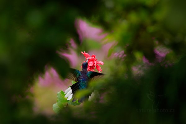 Kolibřík fialkový (Campylopterus hemileucurus), Kolibřík fialkový (Campylopterus hemileucurus) Violet Sabrewing, Autor: Ondřej Prosický | NaturePhoto.cz, Model: Canon EOS-1D X, Objektiv: EF400mm f/2.8L IS II USM, stativ Gitzo, Clona: 6.3, Doba expozice: 1/800 s, ISO: 1600, Kompenzace expozice: -2/3, Blesk: Ne, Vytvořeno: 18. února 2013 9:20:16, La Paz, Cordillera de Talamanca (Kostarika)