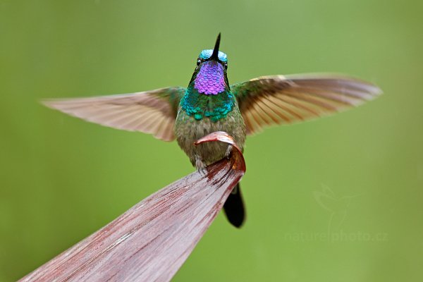 Kolibřík fialovohrdlý (Lampornis calolaema), Kolibřík fialovohrdlý (Lampornis calolaema) Purple-throated Mountain-gem, Autor: Ondřej Prosický | NaturePhoto.cz, Model: Canon EOS-1D X, Objektiv: EF400mm f/2.8L IS II USM, stativ Gitzo, Clona: 4.5, Doba expozice: 1/250 s, ISO: 800, Kompenzace expozice: +2/3, Blesk: Ne, Vytvořeno: 8. prosince 2012 12:13:51, La Paz, Cordillera de Talamanca (Kostarika)