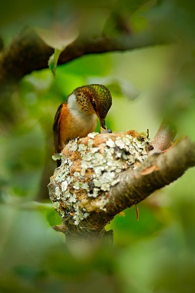 Kolibřík jiskřivý (Selasphorus scintilla), Kolibřík jiskřivý (Selasphorus scintilla) Scintillant Hummingbird, Autor: Ondřej Prosický | NaturePhoto.cz, Model: Canon EOS-1D X, Objektiv: EF400mm f/2.8L IS II USM +2x III, stativ Gitzo, Clona: 6.3, Doba expozice: 1/100 s, ISO: 2000, Kompenzace expozice: -2/3, Blesk: Ne, Vytvořeno: 12. února 2013 17:03:57, Savegre, Cordillera de Talamanca (Kostarika)