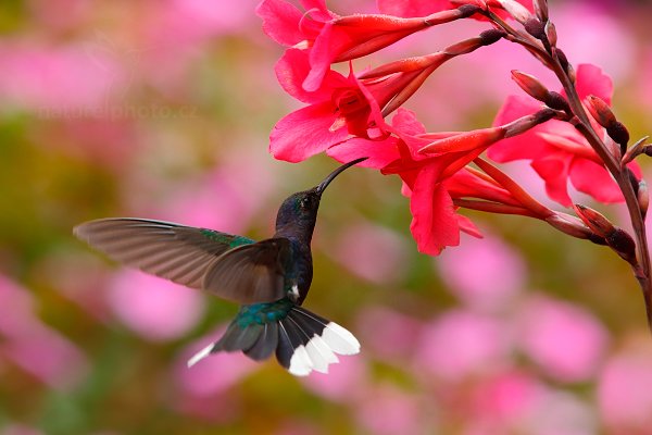 Kolibřík fialkový (Campylopterus hemileucurus), Kolibřík fialkový (Campylopterus hemileucurus) Violet Sabrewing, Autor: Ondřej Prosický | NaturePhoto.cz, Model: Canon EOS-1D X, Objektiv: EF400mm f/2.8L IS II USM, stativ Gitzo, Clona: 6.3, Doba expozice: 1/800 s, ISO: 1000, Kompenzace expozice: 0, Blesk: Ne, Vytvořeno: 8. února 2013 9:30:50, La Paz, Cordillera de Talamanca (Kostarika)