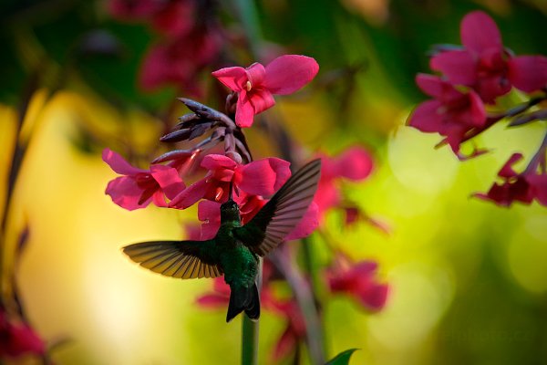 Kolibřík skvostný (Eugenes fulgens), Kolibřík skvostný (Eugenes fulgens) Magnificent Hummingbird, Autor: Ondřej Prosický | NaturePhoto.cz, Model: Canon EOS-1D X, Objektiv: EF400mm f/2.8L IS II USM +1.4x, stativ Gitzo, Clona: 5.0, Doba expozice: 1/2500 s, ISO: 1600, Kompenzace expozice: -1 1/3, Blesk: Ne, Vytvořeno: 13. února 2013 8:06:33, Savegre, Cordillera de Talamanca (Kostarika)