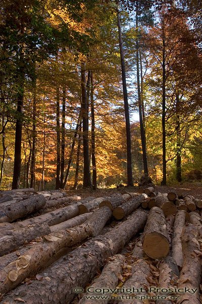 ®iví a mrtví, Autor: Ondřej Prosický, Model aparátu: Canon EOS 20D, Objektiv: Canon EF 17-40mm f/4 L USM, Cokin 121F, stativ Manfrotto 190B + 141RC, Ohnisková vzdálenost: 17.00 mm, Režim měření expozice: Průměr, Clona: 18.00, Doba expozice: 1.6 s, ISO: 100, Vyvážení expozice: 0.00, Blesk: Ne, Vytvořeno: 29. října 2005 11:33:10, CHKO Kokořínsko (ČR)