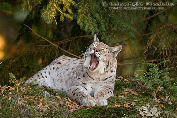 Rys ostrovid (Lynx lynx), Autor: Ondřej Prosický, Model aparátu: Canon EOS 20D, Objektiv: Canon EF 400mm f/5.6 L USM, stativ Manfrotto 190B + 141RC, Ohnisková vzdálenost: 400.00 mm, Režim měření expozice: Vzorek, Clona: 5.60, Doba expozice: 1/60 s, ISO: 400, Vyvážení expozice: -0.67, Blesk: Ano, Vytvořeno: 15. října 2005 17:48:08, Bavorský les (Nationalpark Bayerischer Wald, Německo)