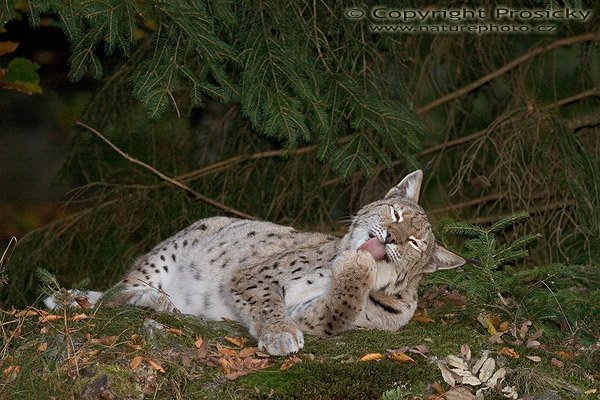 Rys ostrovid (Lynx lynx), Autor: Ondřej Prosický, Model aparátu: Canon EOS 20D, Objektiv: Canon EF 400mm f/5.6 L USM, stativ Manfrotto 190B + 141RC, Ohnisková vzdálenost: 400.00 mm, Režim měření expozice: Parciální, Clona: 5.60, Doba expozice: 1/80 s, ISO: 800, Vyvážení expozice: 0.00, Blesk: Ano, Vytvořeno: 15. října 2005 18:08:38, Bavorský les (Nationalpark Bayerischer Wald, Německo)