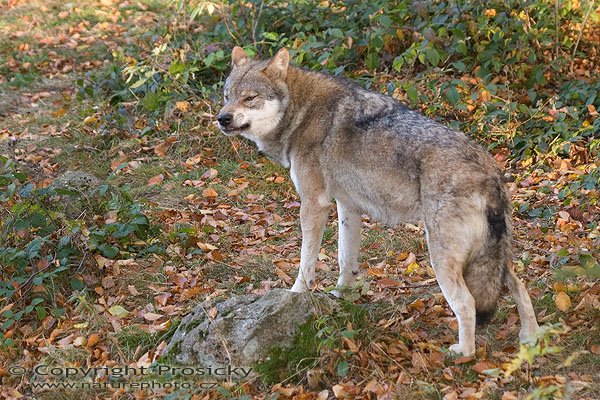 Vlk obecný eurasijský (Canis lupus lupus), Autor: Ondřej Prosický, Model aparátu: Canon EOS 20D, Objektiv: Canon EF 400mm f/5.6 L USM, stativ Manfrotto 190B + 141RC, Ohnisková vzdálenost: 100.00 mm, Režim měření expozice: Parciální, Clona: 3.50, Doba expozice: 1/200 s, ISO: 800, Vyvážení expozice: 0.00, Blesk: Ano, Vytvořeno: 16. října 2005 9:14:20, Bavorský les (Nationalpark Bayerischer Wald, Německo)