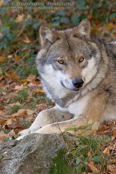 Vlk obecný eurasijský (Canis lupus lupus), Autor: Ondřej Prosický, Model aparátu: Canon EOS 20D, Objektiv: Canon EF 400mm f/5.6 L USM, Manfrotto 190B + 141RC, Ohnisková vzdálenost: 400.00 mm, Režim měření expozice: Parciální, Clona: 7.10, Doba expozice: 1/200 s, ISO: 800, Vyvážení expozice: 0.00, Blesk: Ano, Vytvořeno: 16. října 2005 9:32:26, Bavorský les (Nationalpark Bayerischer Wald, Německo)