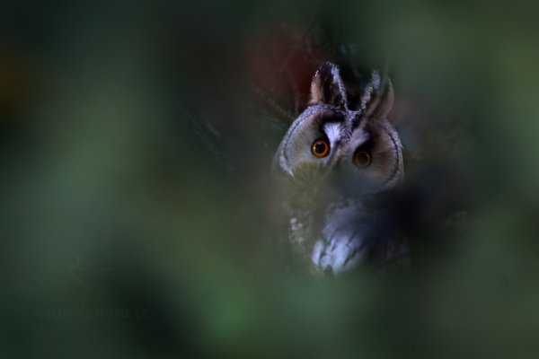 Kalous ušatý (Asio otus), Kalous ušatý (Asio otus) Long-eared Owl, Autor: Ondřej Prosický | NaturePhoto.cz, Model: Canon EOS-1D X, Objektiv: EF400mm f/5.6L USM, Ohnisková vzdálenost (EQ35mm): 400 mm, fotografováno z ruky, Clona: 6.3, Doba expozice: 1/80 s, ISO: 1250, Kompenzace expozice: -2/3, Blesk: Ne, 30. listopadu 2013 15:12:03, u Kyjova (Česko)