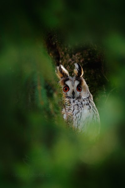 Kalous ušatý (Asio otus), Kalous ušatý (Asio otus) Long-eared Owl, Autor: Ondřej Prosický | NaturePhoto.cz, Model: Canon EOS-1D X, Objektiv: EF400mm f/5.6L USM +1.4x, Ohnisková vzdálenost (EQ35mm): 560 mm, fotografováno z ruky, Clona: 8.0, Doba expozice: 1/40 s, ISO: 1000, Kompenzace expozice: -2/3, Blesk: Ne, 30. listopadu 2013 14:51:25, u Kyjova (Česko) 