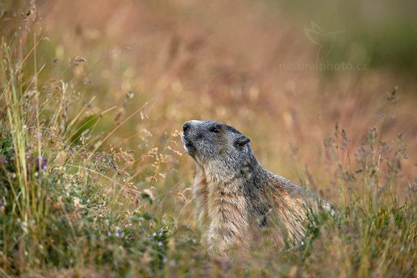 Svišť horský (Marmota marmota), Svišť horský, též svišť alpský (Marmota marmota) Marmot, Gran Paradiso (Itálie)