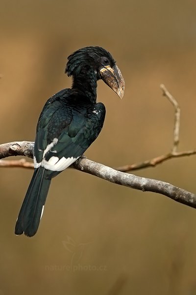 Zoborožec chechtavý (Bycanistes fistulator), Zoborožec chechtavý (Bycanistes fistulator) Piping Hornbill, ZOO Lešná u Zlína (Česko)