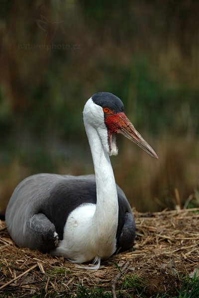 Jeřáb bradavičnatý (Bugeranus carunculatus), Jeřáb bradavičnatý (Bugeranus carunculatus) Wattled Crane, ZOO Lešná u Zlína (Česko)