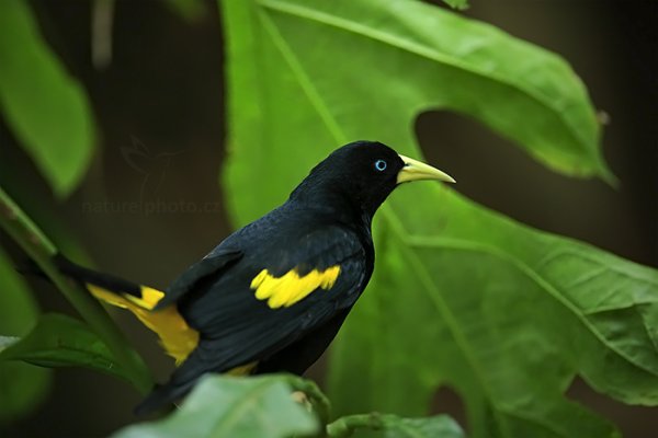 Vlhovec žlutokostřecový (Cacicus cela), Vlhovec žlutokostřecový (Cacicus cela) Yellow-rumped Cacique, ZOO Lešná u Zlína (Česko)