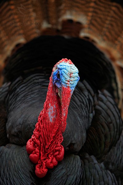 Krocan divoký (Meleagris gallopavo), Krocan divoký (Meleagris gallopavo) Wild Turkey, ZOO Lešná u Zlína (Česko)