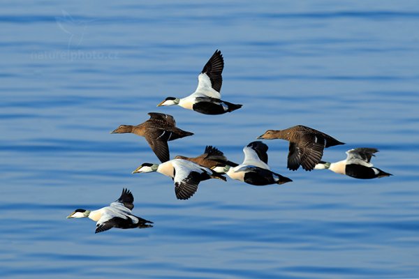 Kajka mořská (Somateria mollissima), Kajka mořská (Somateria mollissima), Eider, Island