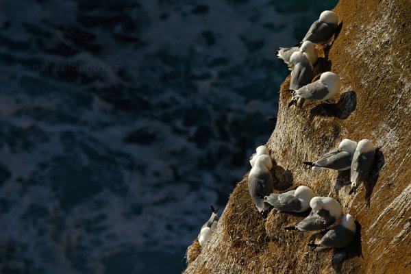 Racek tříprstý (Rissa tridactyla), Racek tříprstý (Rissa tridactyla) Kittiwake, Autor: Ondřej Prosický | NaturePhoto.cz, Model: Canon EOS-1D X, Objektiv: Canon EF 400mm f/2.8 L IS USM II, stativ Gitzo, Clona: 9.0, Doba expozice: 1/1600 s, ISO: 400, Kompenzace expozice: -1 1/3, Blesk: Ne, Vytvořeno: 24. března 2013 14:26:42, Snaefellsjoekull National Park (Island) 