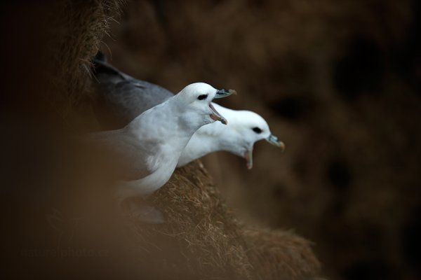 Buřňák lední (Fulmarus glacialis)