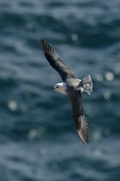 Buřňák lední (Fulmarus glacialis), Buřňák lední (Fulmarus glacialis) Northern Fulmar, Autor: Ondřej Prosický | NaturePhoto.cz, Model: Canon EOS-1D X, Objektiv: Canon EF 400mm f/2.8 L IS USM II, stativ Gitzo, Clona: 5.6, Doba expozice: 1/8000 s, ISO: 400, Kompenzace expozice: -2 1/3, Blesk: Ne, Vytvořeno: 24. března 2013 13:54:37, Snaefellsjoekull National Park (Island) 