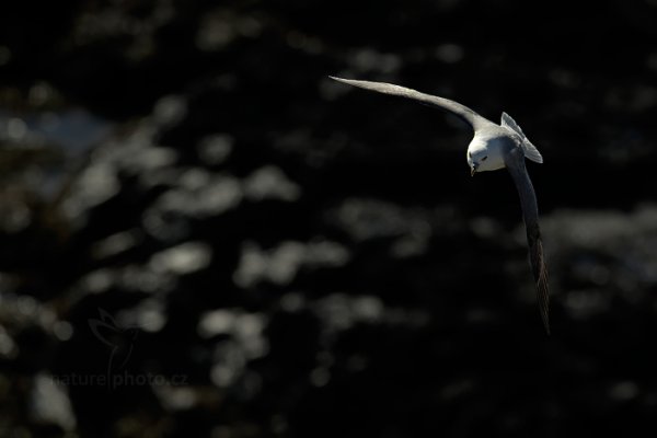 Buřňák lední (Fulmarus glacialis), Buřňák lední (Fulmarus glacialis) Northern Fulmar, Autor: Ondřej Prosický | NaturePhoto.cz, Model: Canon EOS-1D X, Objektiv: Canon EF 400mm f/2.8 L IS USM II, stativ Gitzo, Clona: 5.6, Doba expozice: 1/3200 s, ISO: 400, Kompenzace expozice: -2 1/3, Blesk: Ne, Vytvořeno: 24. března 2013 14:06:38, Snaefellsjoekull National Park (Island) 