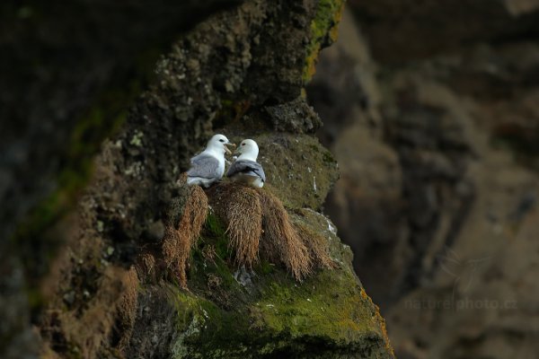 Buřňák lední (Fulmarus glacialis), Buřňák lední (Fulmarus glacialis) Northern Fulmar, Autor: Ondřej Prosický | NaturePhoto.cz, Model: Canon EOS-1D X, Objektiv: Canon EF 400mm f/2.8 L IS USM II, stativ Gitzo, Clona: 7.1, Doba expozice: 1/500 s, ISO: 800, Kompenzace expozice: -2/3, Blesk: Ne, Vytvořeno: 28. března 2013 15:29:37, Vik (Island)