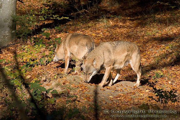 Vlk obecný eurasijský (Canis lupus lupus), Autor: Ondřej Prosický, Model aparátu: Canon EOS 20D, Objektiv: Canon EF 400mm f/5.6 L USM + TC Kenko SQH 1.5x, stativ Manfrotto 190B + 141RC, Ohnisková vzdálenost: 400.00 mm, Režim měření expozice: Parciální, Clona: 7.10, Doba expozice: 1/320 s, ISO: 100, Vyvážení expozice: 0.00, Blesk: Ne, Vytvořeno: 16. října 2005 10:35:10, Bavorský les (Nationalpark Bayerischer Wald, Německo)
