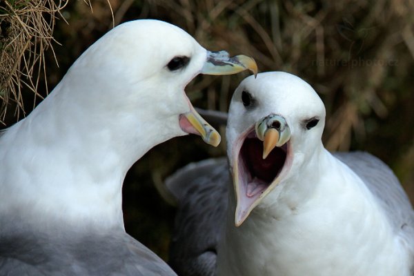 Buřňák lední (Fulmarus glacialis), Buřňák lední (Fulmarus glacialis) Northern Fulmar, Autor: Ondřej Prosický | NaturePhoto.cz, Model: Canon EOS-1D X, Objektiv: Canon EF 400mm f/2.8 L IS USM II, stativ Gitzo, Clona: 8.0, Doba expozice: 1/800 s, ISO: 500, Kompenzace expozice: -1 1/3, Blesk: Ne, Vytvořeno: 28. března 2013 15:20:38, Vik (Island) 