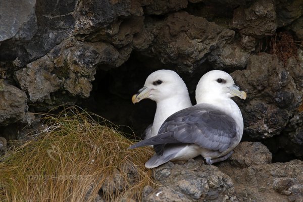 Buřňák lední (Fulmarus glacialis), Buřňák lední (Fulmarus glacialis) Northern Fulmar, Autor: Ondřej Prosický | NaturePhoto.cz, Model: Canon EOS-1D X, Objektiv: Canon EF 400mm f/2.8 L IS USM II, stativ Gitzo, Clona: 9.0, Doba expozice: 1/125 s, ISO: 640, Kompenzace expozice: +1/3, Blesk: Ne, Vytvořeno: 27. března 2013 14:28:20, Seljalandsfoss (Island)