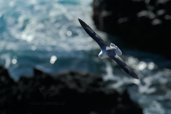 Buřňák lední (Fulmarus glacialis), Buřňák lední (Fulmarus glacialis) Northern Fulmar, Autor: Ondřej Prosický | NaturePhoto.cz, Model: Canon EOS-1D X, Objektiv: Canon EF 400mm f/2.8 L IS USM II, stativ Gitzo, Clona: 5.6, Doba expozice: 1/5000 s, ISO: 400, Kompenzace expozice: -2 1/3, Blesk: Ne, Vytvořeno: 24. března 2013 14:06:38, Snaefellsjoekull National Park (Island) 