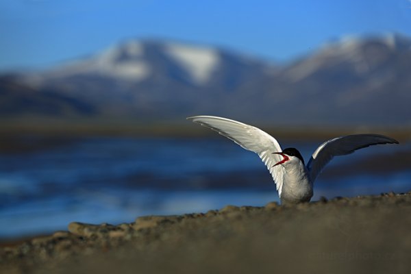 Rybák dlouhoocasý (Sterna paradisaea), Rybák dlouhoocasý (Sterna paradisaea) Arctic Tern, Autor: Ondřej Prosický | NaturePhoto.cz, Model: Canon EOS 5D Mark III, Objektiv: EF70-200mm f/2.8L IS II USM, Ohnisková vzdálenost (EQ35mm): 155 mm, fotografováno z ruky, Clona: 5.0, Doba expozice: 1/640 s, ISO: 100, Kompenzace expozice: +1/3, Blesk: Ne, 13. července 2013 22:43:54, Lyngyaerbyen, Špicberky (Norsko)