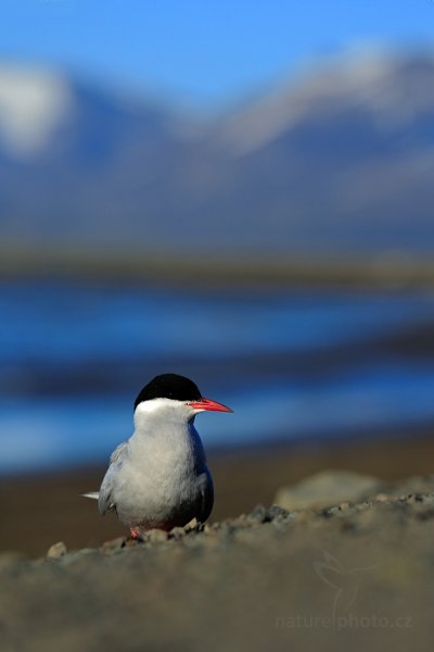 Rybák dlouhoocasý (Sterna paradisaea), Rybák dlouhoocasý (Sterna paradisaea) Arctic Tern, Autor: Ondřej Prosický | NaturePhoto.cz, Model: Canon EOS 5D Mark III, Objektiv: EF70-200mm f/2.8L IS II USM, Ohnisková vzdálenost (EQ35mm): 200 mm, fotografováno z ruky, Clona: 6.3, Doba expozice: 1/320 s, ISO: 100, Kompenzace expozice: +1/3, Blesk: Ne, 13. července 2013 22:48:06, Lyngyaerbyen, Špicberky (Norsko)