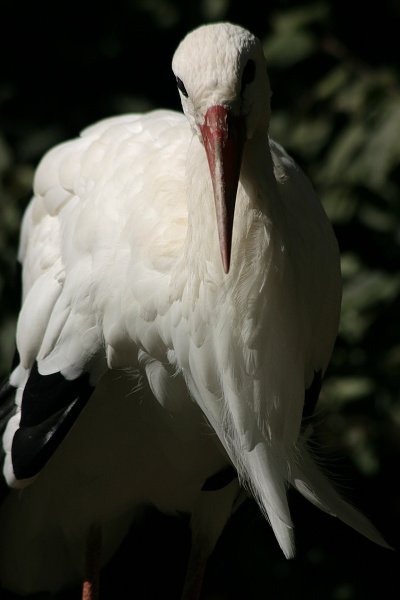 Čáp bílý (Ciconia ciconia), Čáp bílý (Ciconia ciconia) White Stork, Autor: Ondřej Prosický, Model aparátu: Canon EOS 300D DIGITAL, Canon EF 75-300 f/3.5-4.6 IS USM, Ohnisková vzdálenost: 180.00 mm, Clona: 8.00, Doba expozice: 1/320 s, ISO: 100, Vyvážení expozice: -1.00, Blesk: Ne, CHKO Třeboňsko (ČR) 